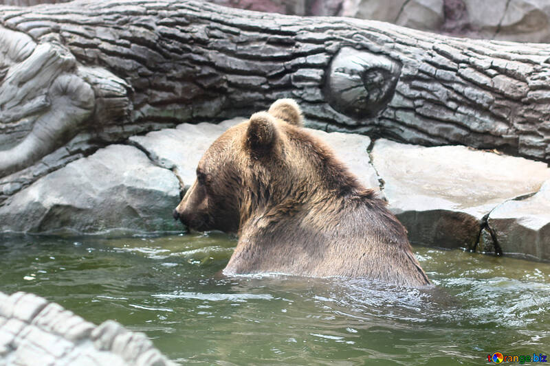 Bear in water №45927