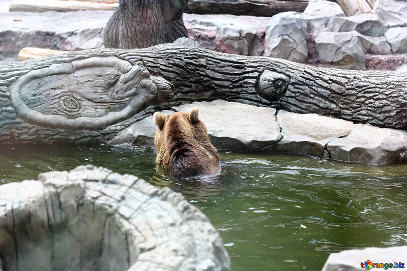 Bear in water №45928