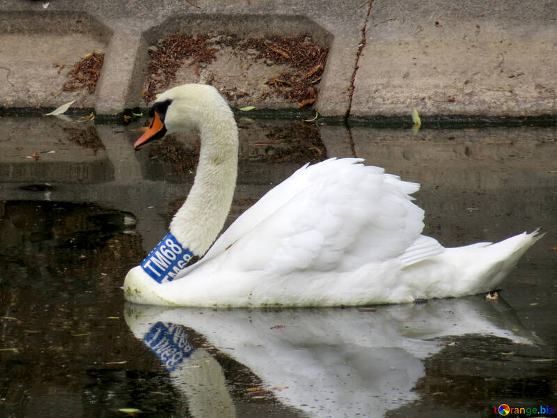 Swan with a large ring №45230
