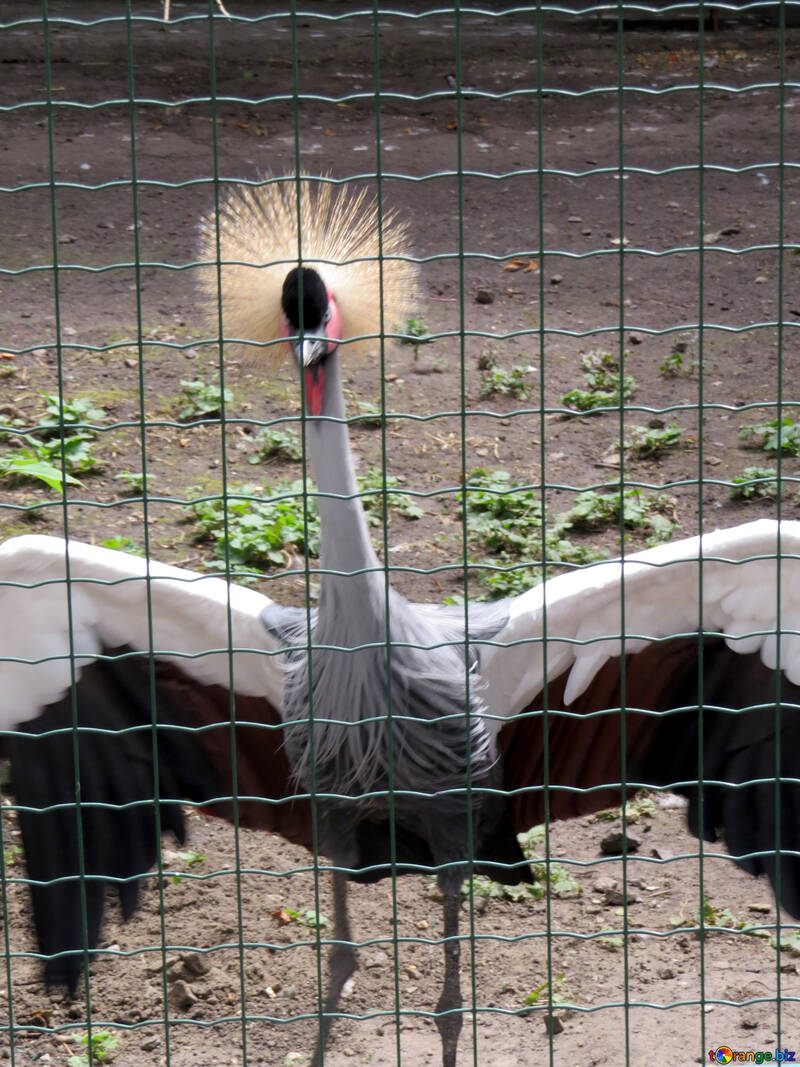Crowned crane in the zoo №45232