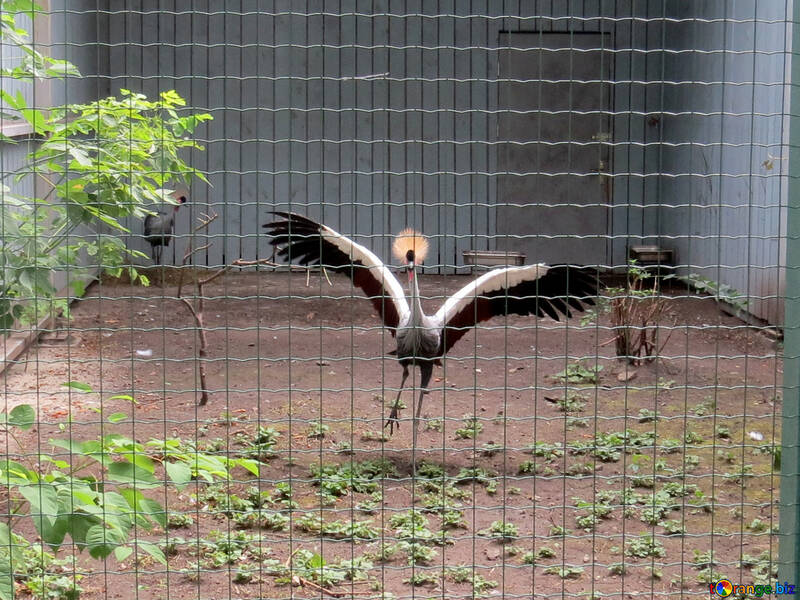 Crowned crane in the zoo №45234