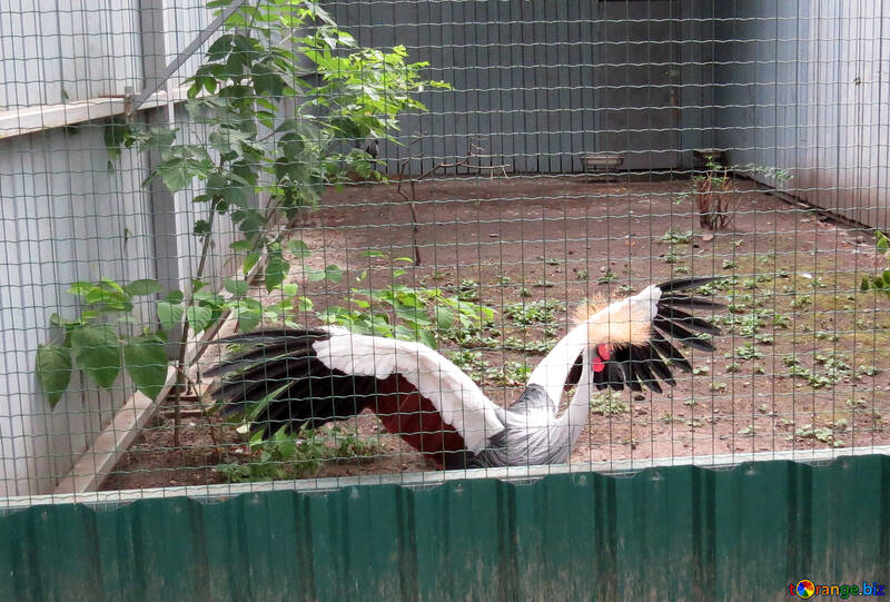Crowned crane in the zoo №45235