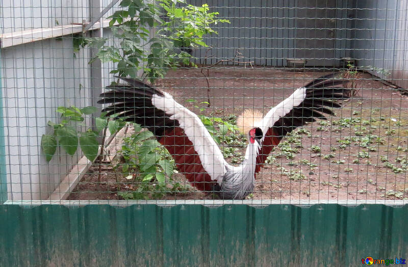 Crowned crane in the zoo №45236