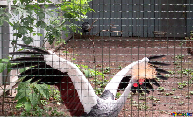 Crowned crane in the zoo №45237