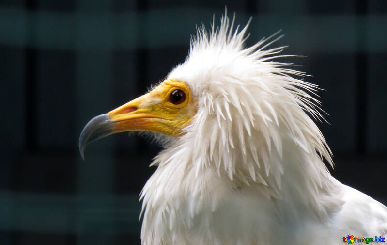 The beak of a vulture №45199