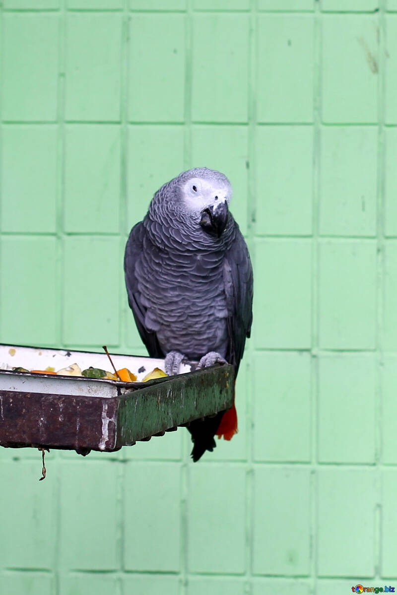 Grey Parrot №45983