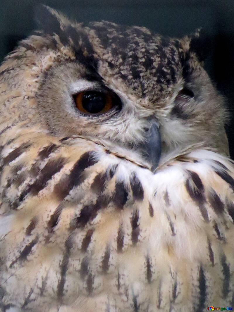 Owl portrait №45224