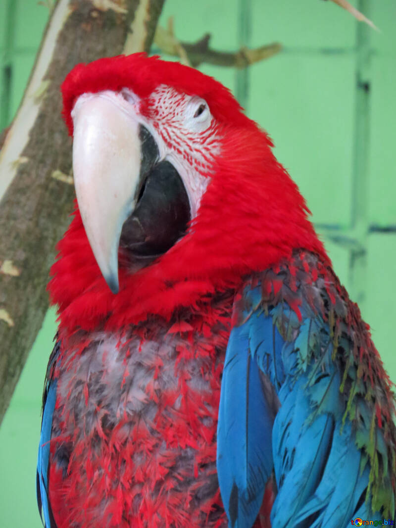 Parrots red macaw №45213