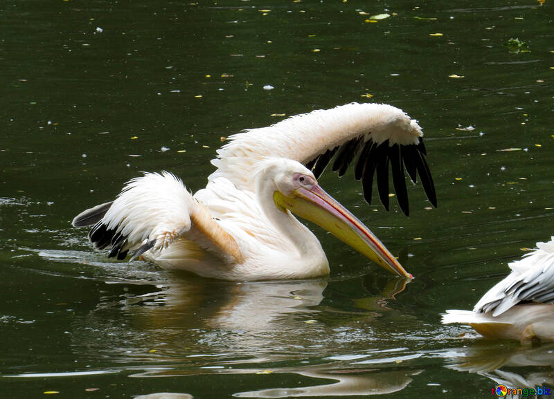 Pelican on water №45340