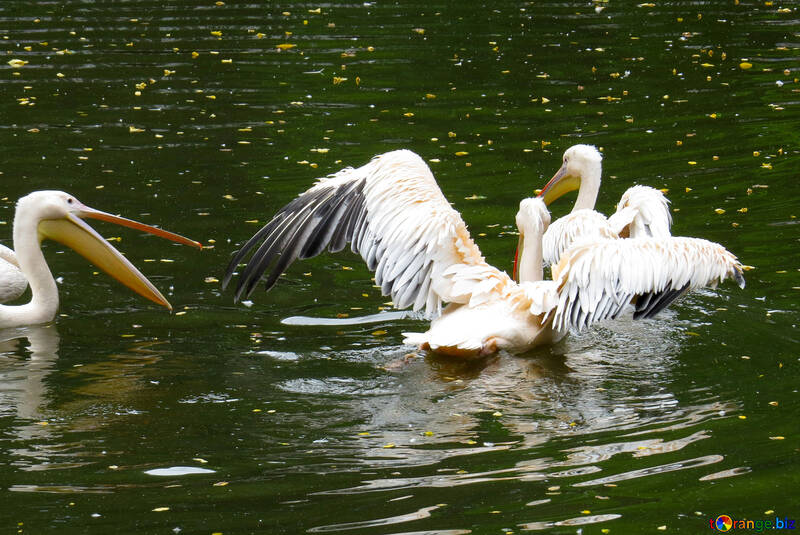 Пелікани на воді №45341