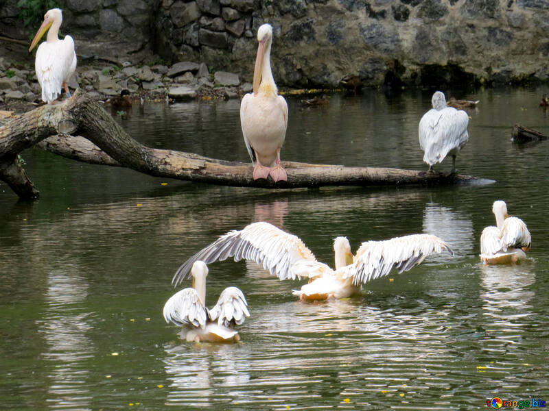 Pelicanos na água №45344