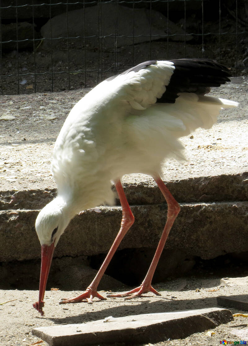 Stork eating №45137
