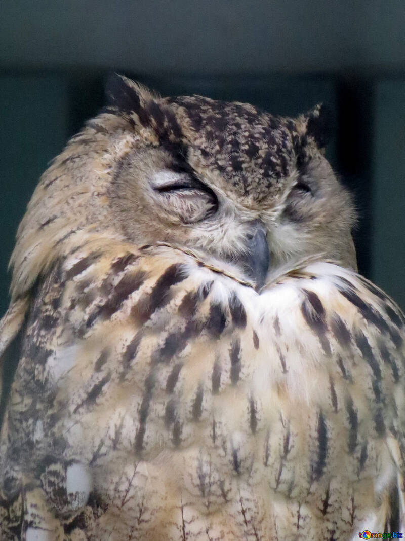 Owl asleep №45226