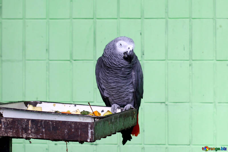 Grey Parrot №45984