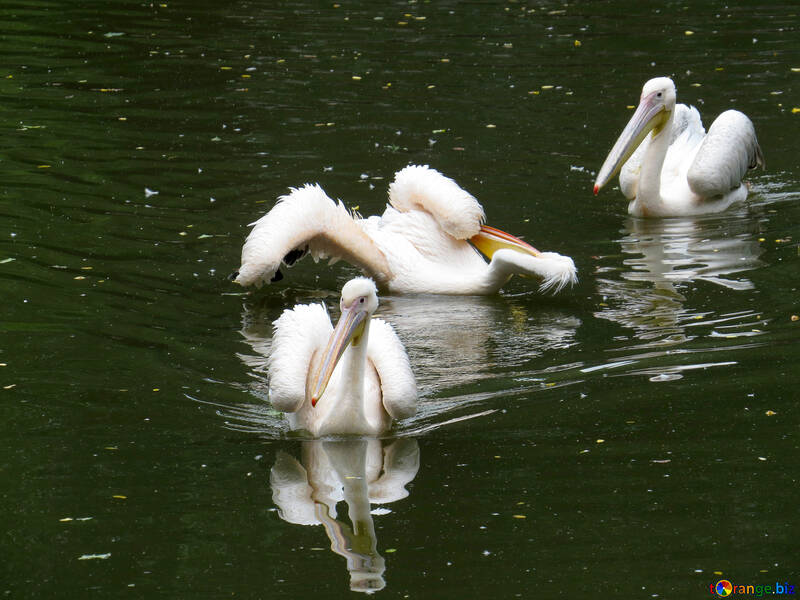 Pelikane auf dem Wasser №45338