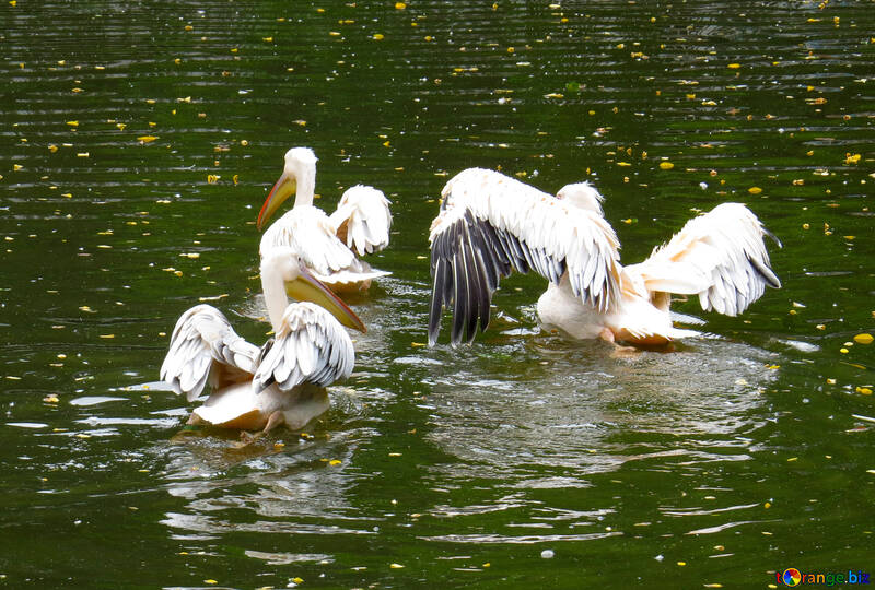 Pelikane auf dem Wasser №45342