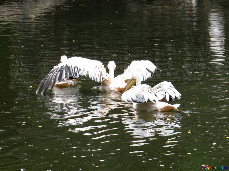 Pelikane auf dem Wasser №45343