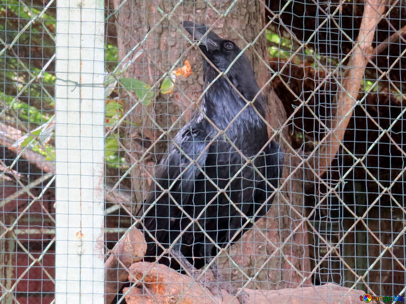 Crow in una gabbia №45210