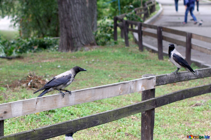 Crows sur la clôture №45971