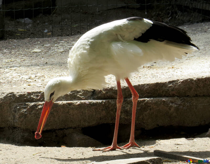 Stork manger №45135