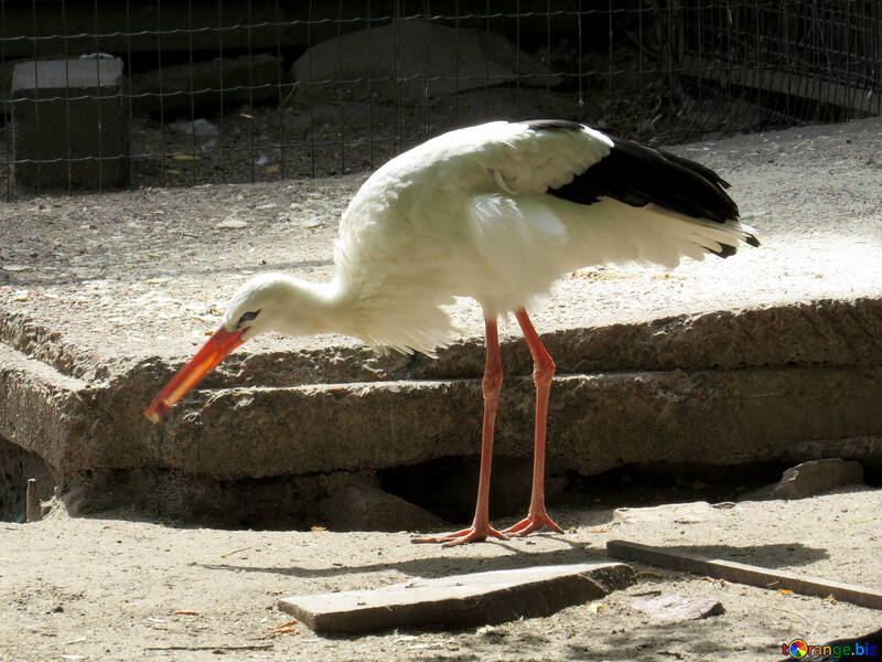 Stork eating №45136