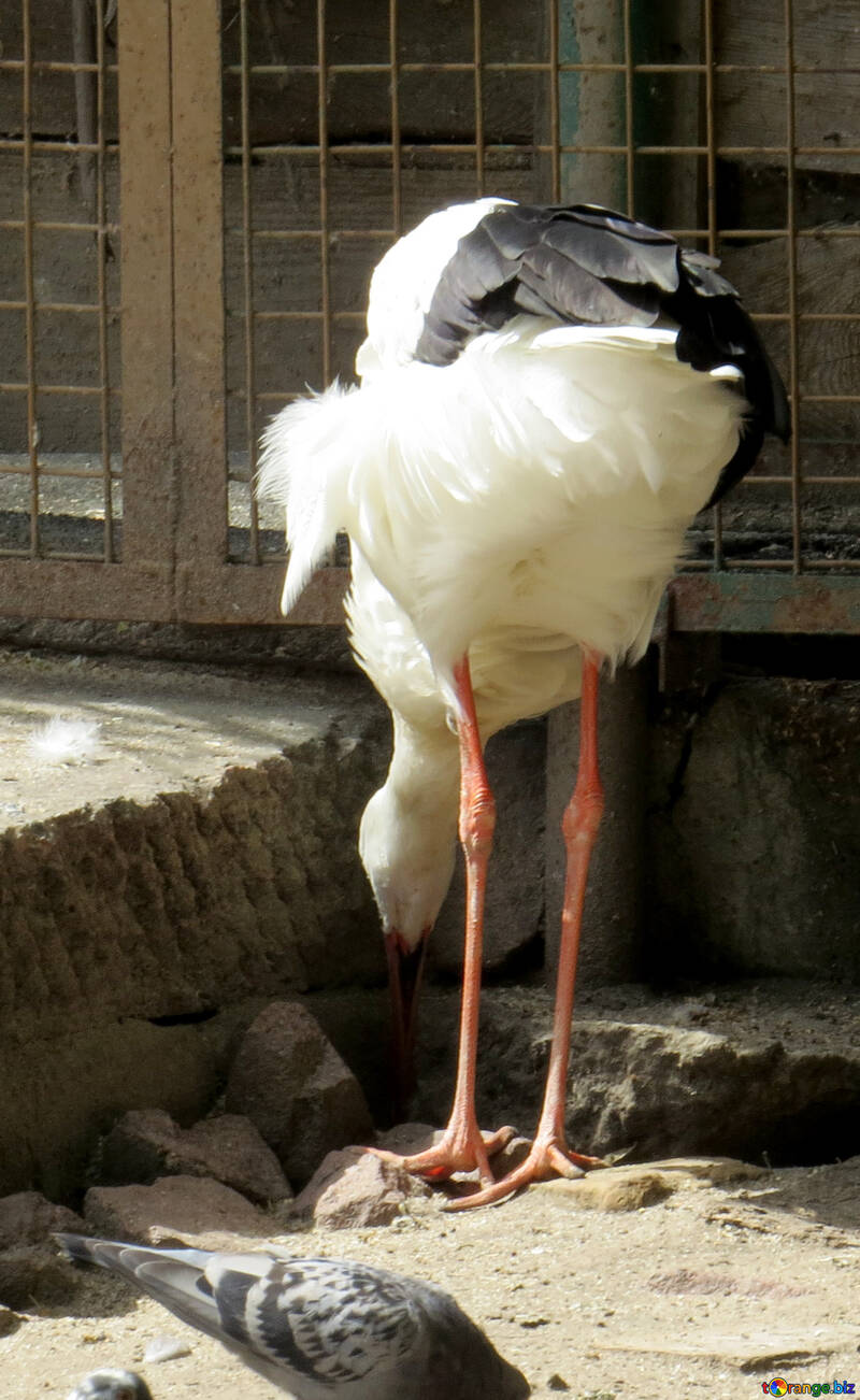 Stork eating №45151