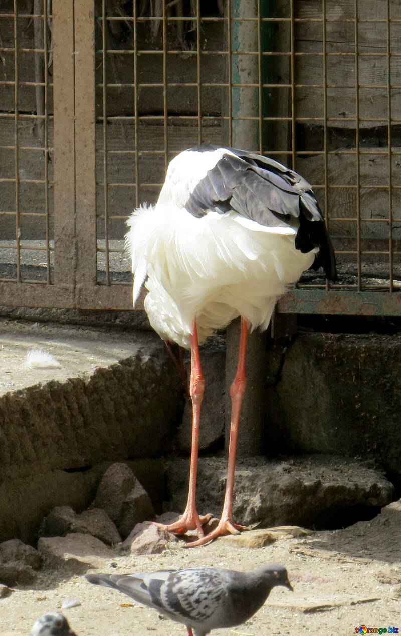 Stork eating №45152