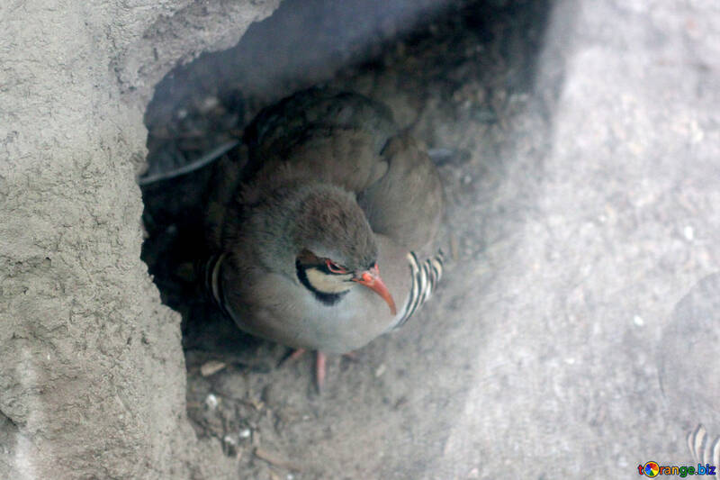 Bird in rifugio №45436