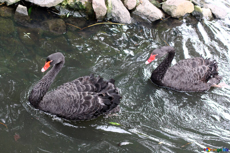 Cisne negro en el agua №45955