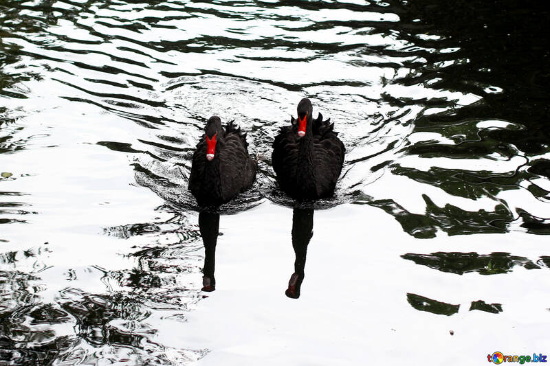 Cisne negro en el agua №45957