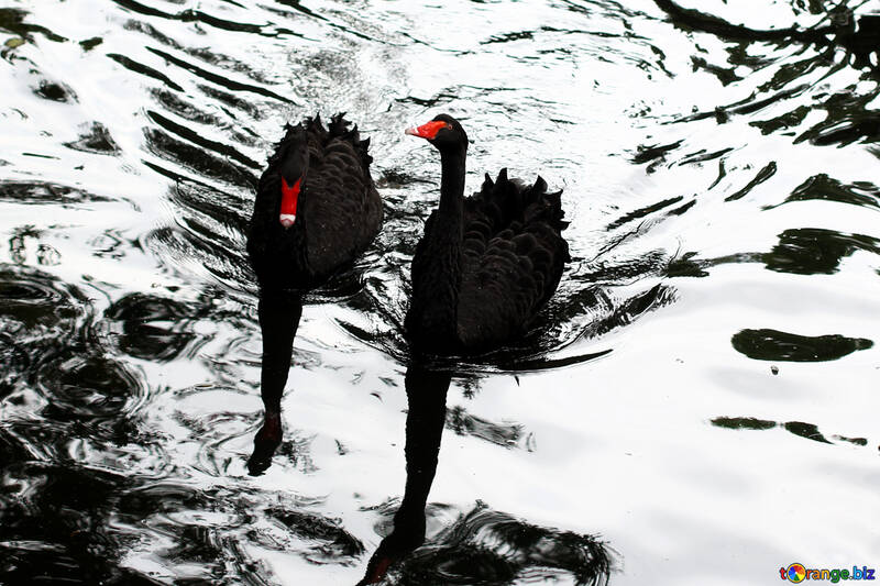 Cisne negro en el agua №45959