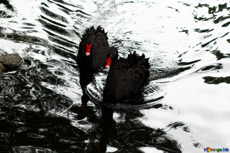 Cisne negro en el agua №45961