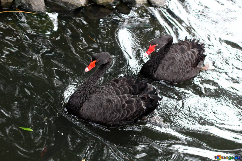 Cisne negro en el agua №45966
