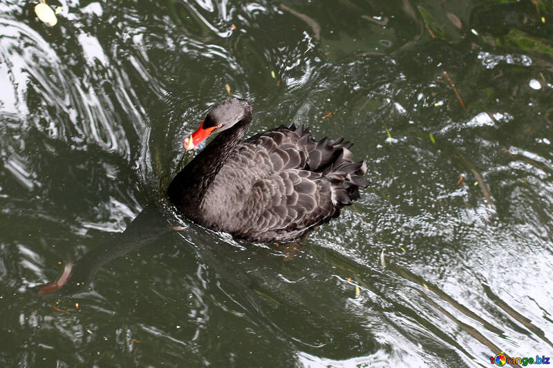 Cisne negro en el agua №45973