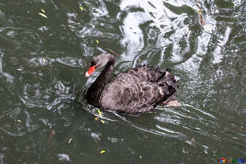 Cisne negro en el agua №45974