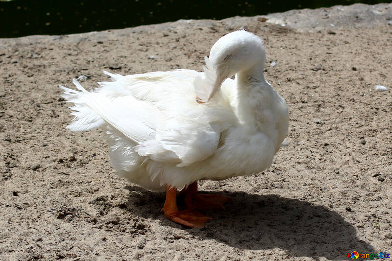 White goose №45894