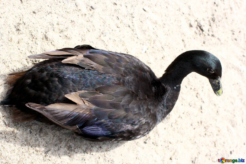 Black goose №45900