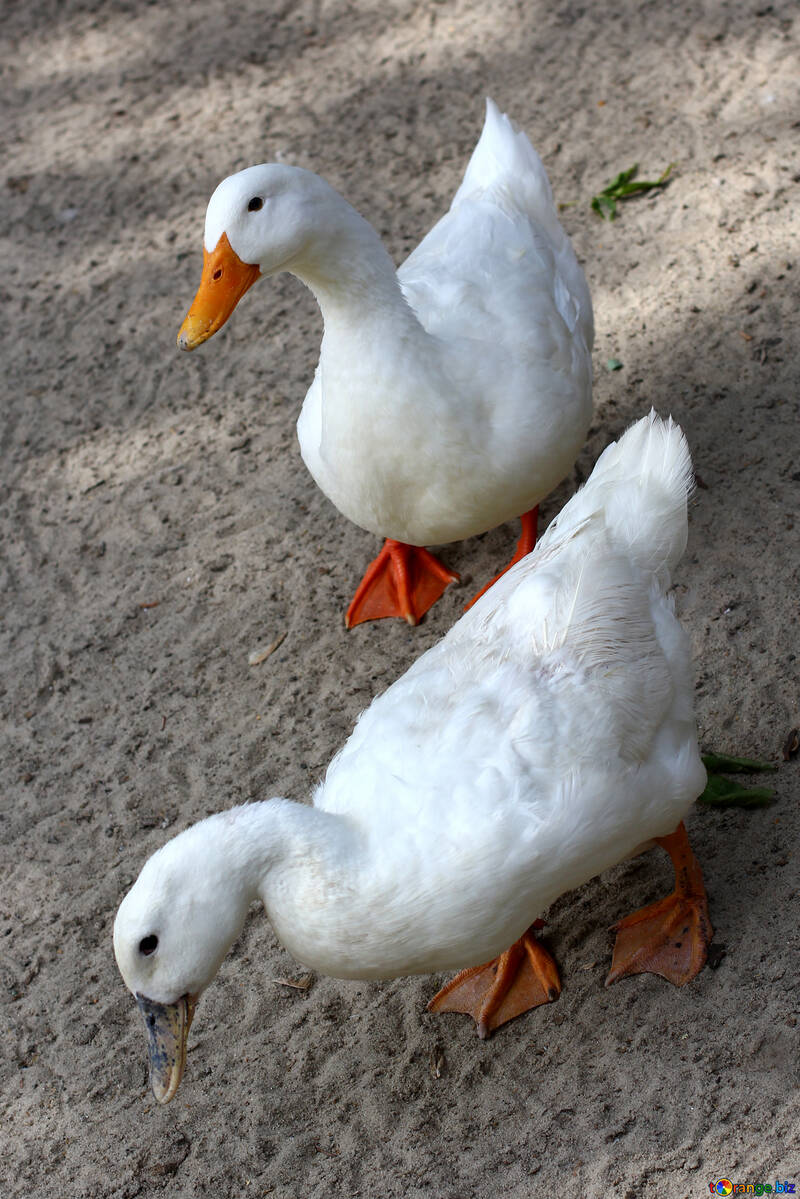 White geese №45889