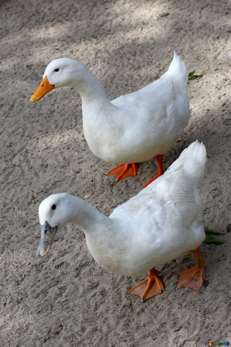 White geese №45890