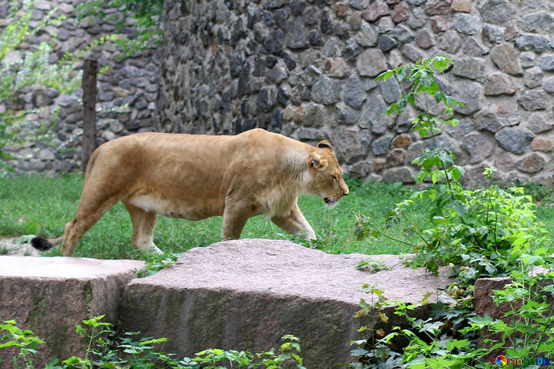 Lioness №45498