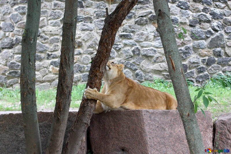 Lioness playing №45435