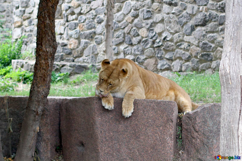 Lioness resting №45466