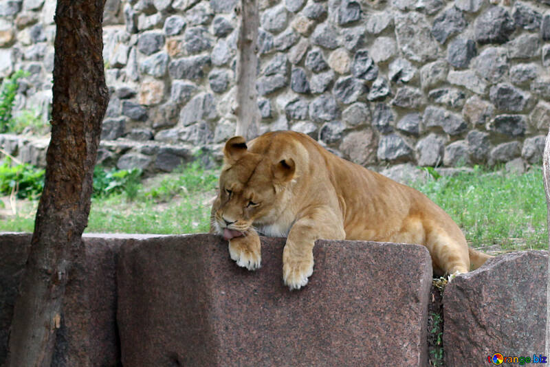Lioness resting №45467