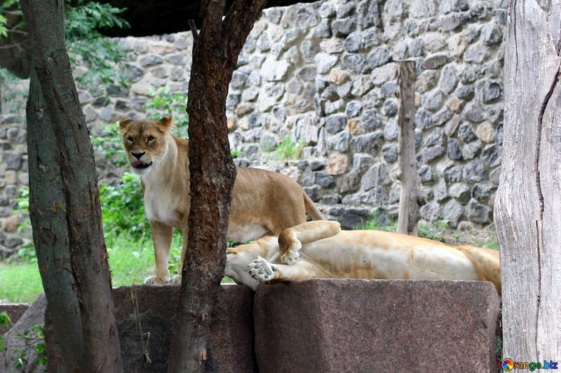 Lioness resting №45468