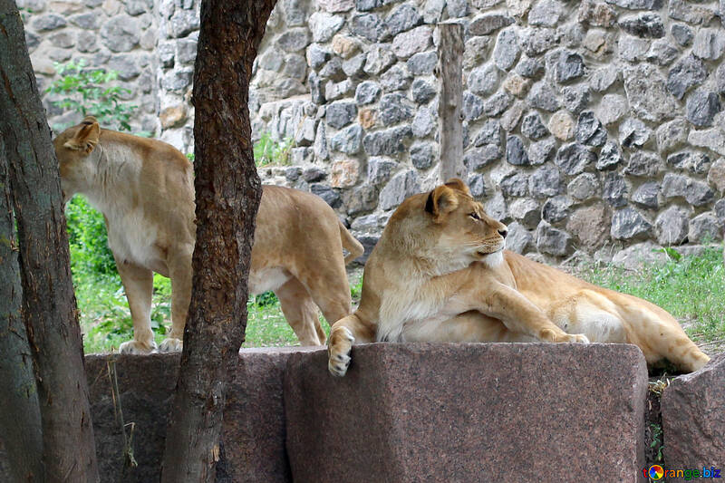 Lioness resting №45469