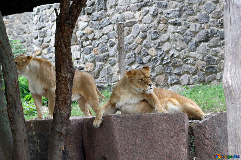 Lioness resting №45470