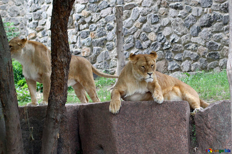 Lioness resting №45471