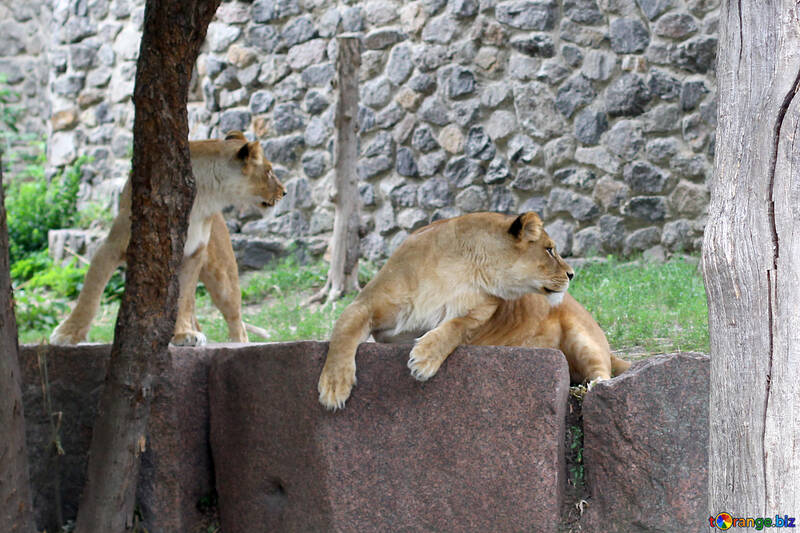 Lioness resting №45472