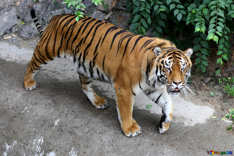 Beautiful tiger №45598
