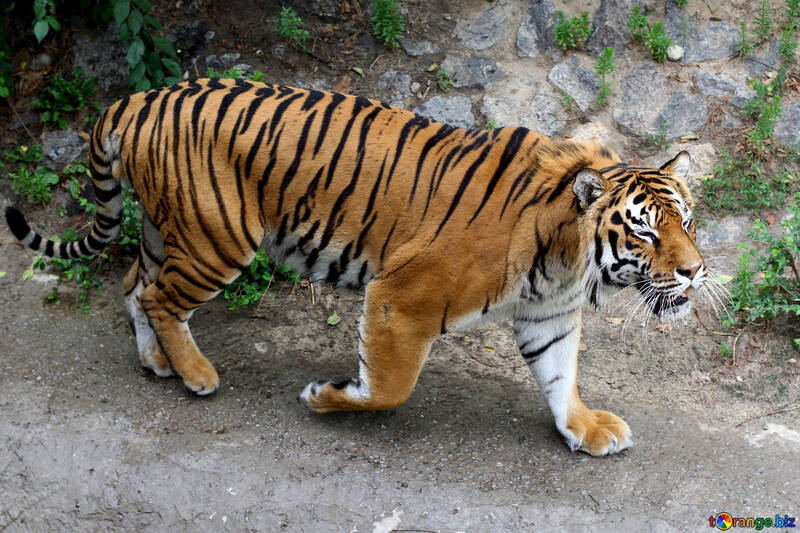 Beautiful tiger №45599